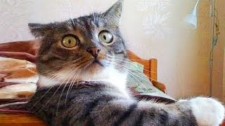 ПРИКОЛЫ С ЖИВОТНЫМИ ДО СЛЕЗ / Смешные КОТЫ 2022 / Приколы с КОТАМИ / Funny ANIMALS video