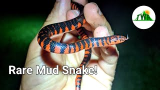 We Found a BABY Eastern Mud Snake in NC!