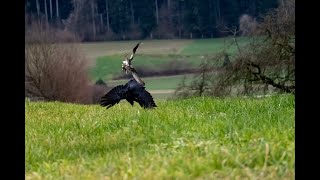 Goshawk vs Crows 23