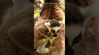 Ring Tailed Lemur with its baby #nature #shorts