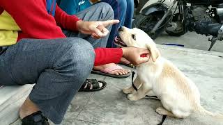 Alex ki masti or tabiyat kharab | Cute Lab Puppy fun video