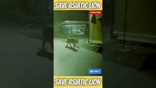 watch till end | The Majestic Queen of Gir entered the village | #savelion #saveasiaticlion #gir