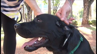 Guarda compartilhada de animais