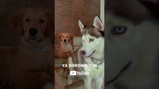 ¡Ya Puedes ver el video oficial de Ángel de 4to Patas! 🐾