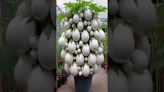 Unbelievable we can grafting eggplant fruit with duck eggs#garden #grafting #shortvideo#short