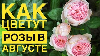 Розы в августе: Как они станут впечатлять вас!