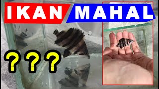 Katanya Ini Ikan Mahal (Tiger Fish)