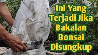 Cara Sungkup Agar Tunas Bakalan Bonsai Serut Tumbuh Subur