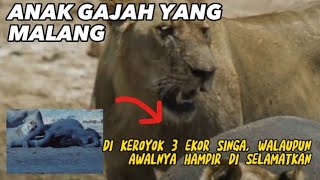 Kasian, Anak gajah di keroyok 3 singa