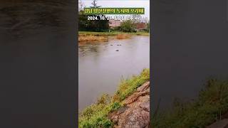 [풍경] 경남 양산천변의 녹지와 오리떼 🦆