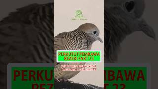 Inilah Wujud Asli Perkutut Pembawa Rezeki Part23 #shorts #burungperkutut #perkututwisnucitra #burung