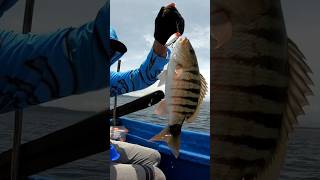 Ultralight fishing || mancing Micro Jig 20gr Karang dangkal pulau seram