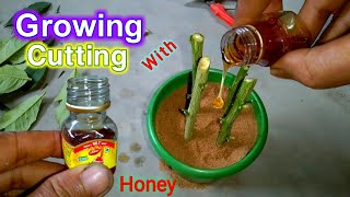 How to Growing Cutting With (মধু) Hormone | lemon cutting propagation | লেবু গাছের কলম