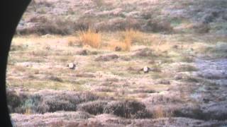 Black Grouse lek, Wales