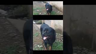 Rottweiler Rap #rottweiler #rap #hiphop