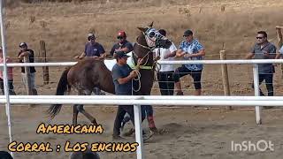 Gran Triunfo De Bailarina vs mágica blue vs Americana