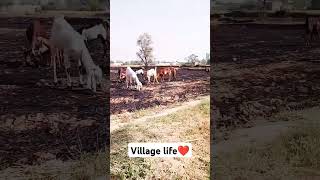 village life view ❤️🥀#shorts #village #viral