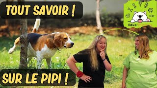 Pourquoi le PIPI de mon CHIEN... ? Tout SAVOIR sur l'URINE de mon CHIEN !