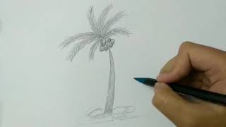 How to Draw a Sketch of a Coconut Tree with pencil_Siamsiam & Nunte