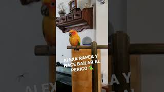 #Alexa hace bailar al #perico 🦜 jajaja