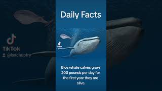 Blue whales gain how much weight? #sea #ocean #animals #whales #facts