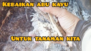 kebaikan abu kayu kalau kita letak di tanaman sayur