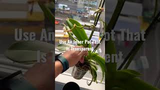 What Pot To Use For An Orchid? #plantcare #plantsofyoutube #plantcaretips #gardeninghacks #shorts