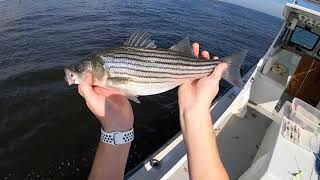 Fresh Rockfish CATCH AND COOK, Rockfish Cakes Better than Crab Cakes