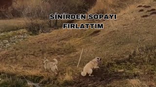 KÖPEK KAÇMASA AZAPLA AZAT KÖPEĞİ BOĞACAKLARDI DAĞA KADAR KOVALADILAR