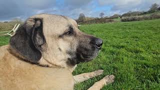 Aslan in his watch mode: The Livestock Guardian Dog Who Loves Watching Over the Field