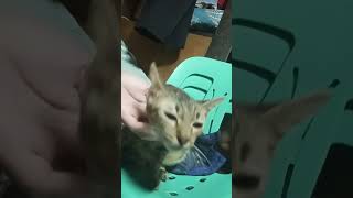 Ang cute ng pusa nmin cya ay mabait pero maldita