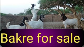 Bakre For Sale sindh Karachi pakistan 2021 | bakra for sale in Pakistan | Qurbani ke bakre for sale