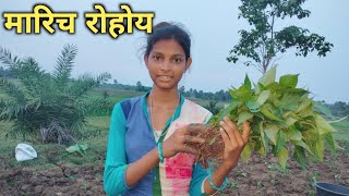 मारिच रोहोय || santali Vlog video || @tina murmu Vlog