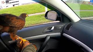 Harris Hawk car Hawking #2