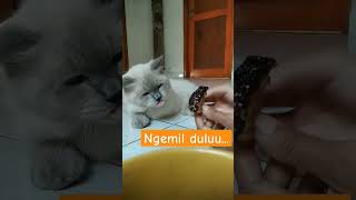 ngemil duluu... #himalayancats #kucinghimalaya #kucingsarapan #kucing