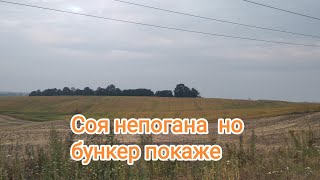 Соя підсихає ❌Різниця в підживленні та посіві.😧 жнива наближаються