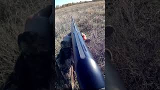 ОТКРЫТИЕ ПО ЗАЙЦУ. ПОЛНОЕ ВИДЕО НА КАНАЛЕ #охота #hunting