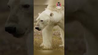 LA INEVITABLE EXTINCIÓN DEL OSO POLAR #shorts #viral