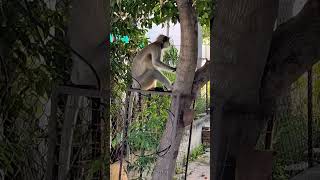 सड़क के दोनो तरफ देख बंदर ने रोड पार किया #monkey