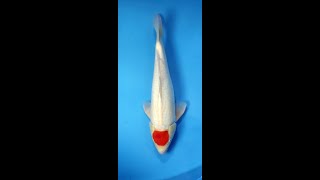 Carpe koi nisai tancho kohaku de Kensuke pour votre bassin