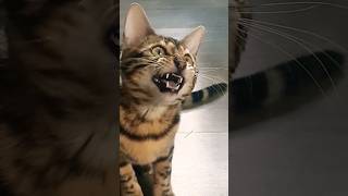 Бенгал. Бенгальська кішка розмовляє 😼😺 Bengal cat talking