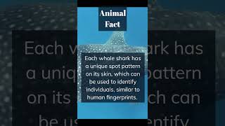 Animal facts #shorts #animalfacts #shark