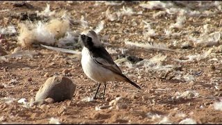 Birds of Morocco: Red-rumped wheatear  أبلق أحمر الردف