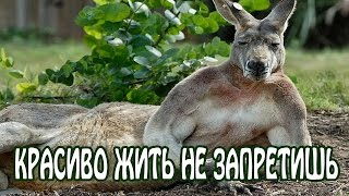 Красиво жить не запретишь  Прикольные животные