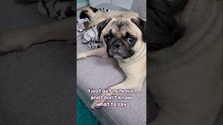 Nope...that's not it 😆 #dog #pug #cute #cat #funny #fyp #shorts