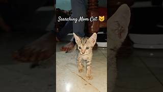 😺Kitten Searching For Mom Cat 🐾 #kittens #kitten #searching #mom #cat #momcat