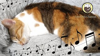 Relaxing Music for Cats - Sleep Music, Water Sounds, Gentle Music Box Sounds