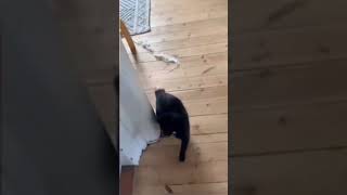 Cat doesn’t like it when you fart! #cat #fart #funny #funnycatvideos