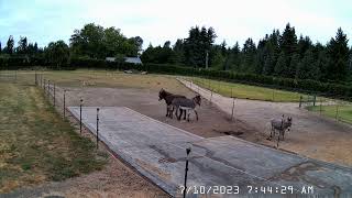 Bonded Donkeys What Do I Do When One Dies