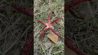 #Funghi porcini # 😱😱😱.  Clathrus Archeri detto anche  fungo polpo 🐙💪solo cose belle 👋